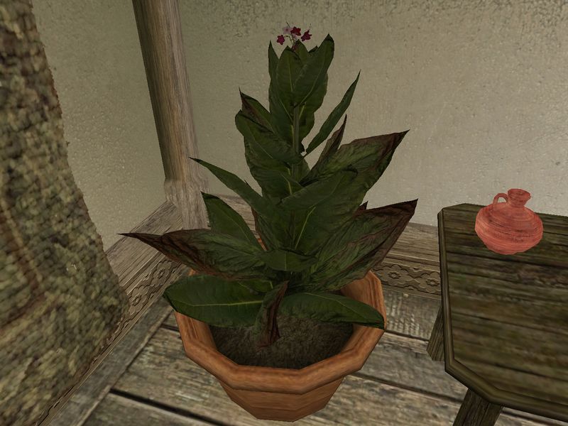 File:TD3-flora-Siyat.jpg