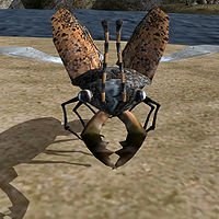 TR3-creature-Brown Beetle.jpg