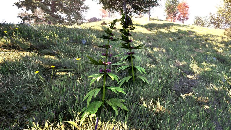 File:OBR-flora-Motherwort.jpg