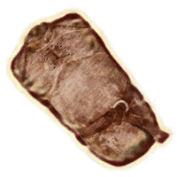 OBR-icon-clothing-Zealot's Robe.png