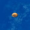 SRMOD-LOTD-tide-pansy shell-brown.jpg
