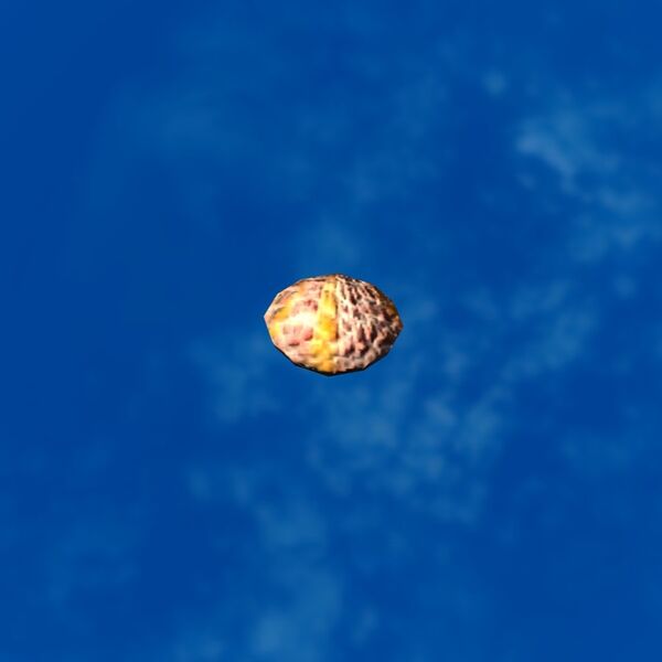 File:SRMOD-LOTD-tide-scallop shell-orange and pink.jpg