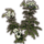 ON-icon-furnishing-Flowers, Snowspray.png