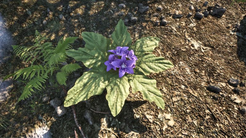 File:OBR-flora-Mandrake.jpg