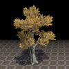 ON-furnishing-Tree, Large Yellow Beech.jpg