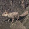 ON-pet-Markarth Squirrel.jpg