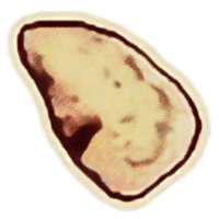 OBR-icon-ingredient-Cinnabar Polypore Yellow Cap.png