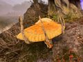 Thumbnail for version as of 15:25, 23 May 2025