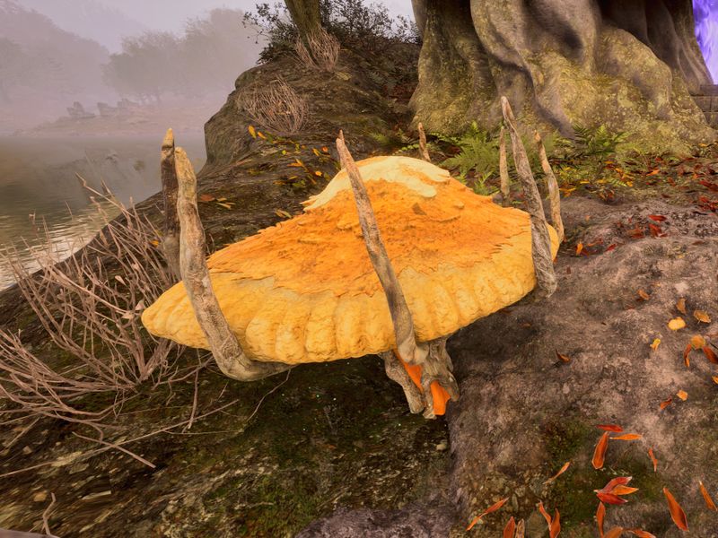 File:OBR-flora-Mushroom Tree Sapling.jpg