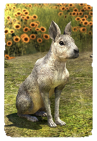 ON-card-Sterling Cavy.png