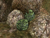 MW-flora-Green Lichen.jpg