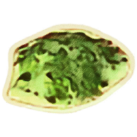 OBR-icon-ingredient-Feldew.png