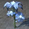 ON-furnishing-Flowers, Blue Starbloom.jpg