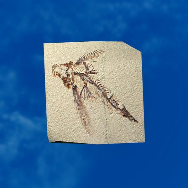 File:SRMOD-LOTD-fossil-t3-flying fish fossil.jpg