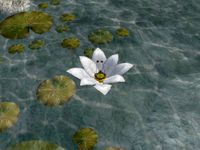 TD3-flora-Perrif's Lotus.jpg