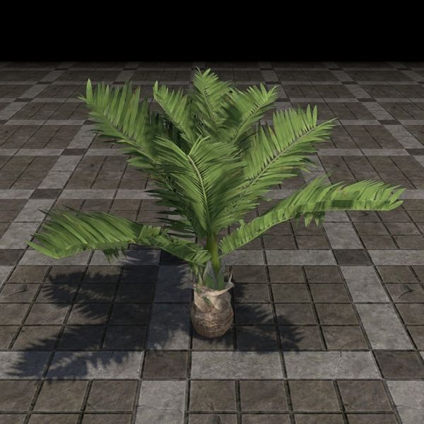 File:ON-furnishing-Tree, Sierra Palm.jpg