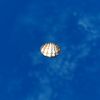 SRMOD-LOTD-tide-scallop shell-knobbly.jpg