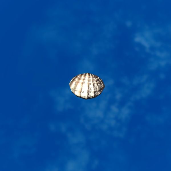 File:SRMOD-LOTD-tide-scallop shell-knobbly.jpg