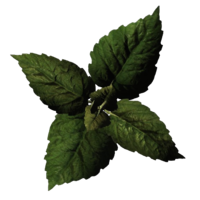 BS5C-icon-ingredient-MagusMint.png