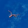 SRMOD-LOTD-tide-coral-pink.jpg