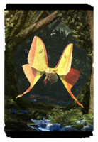 ON-card-Vashabar Petal Moth.png