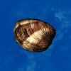 SRMOD-LOTD-tide-old clam-medium.jpg