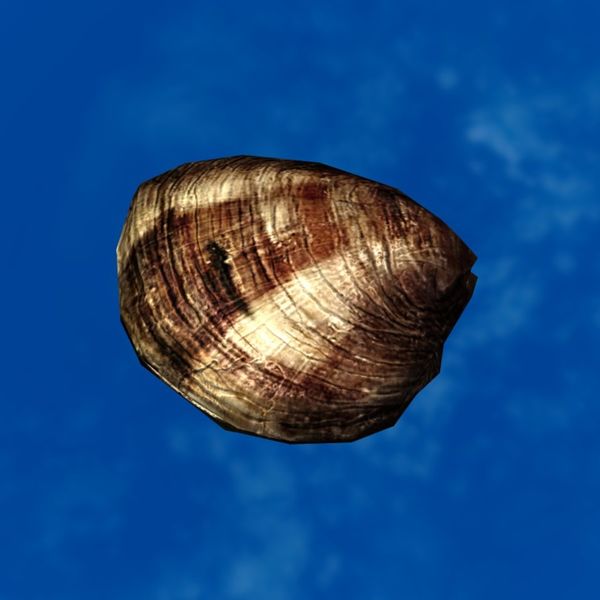 File:SRMOD-LOTD-tide-old clam-medium.jpg