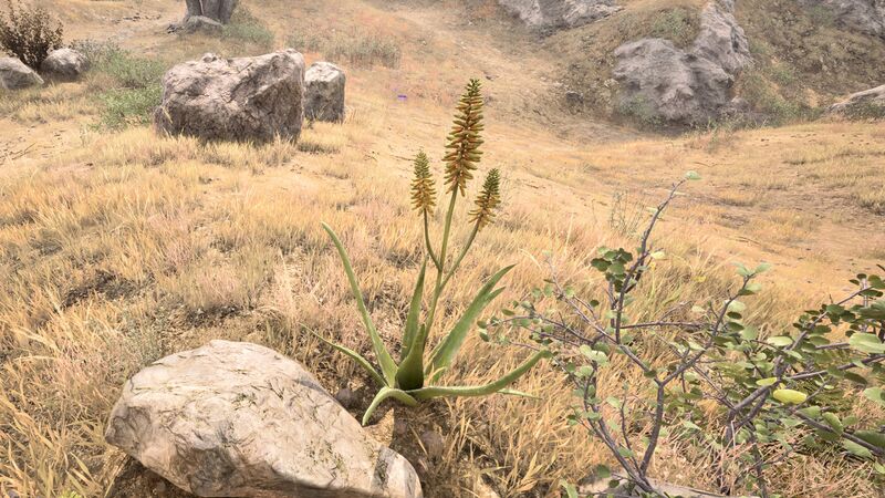File:OBR-flora-Aloe Vera.jpg