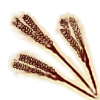 OBR-icon-ingredient-Wheat Grain.png