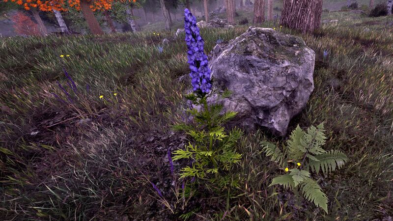 File:OBR-flora-Monkshood.jpg