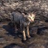ON-pet-Mages Guild Sentry Cat.jpg