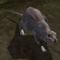 MWMOD-MWA-creature-Elder-Rat.jpeg