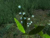 OB-flora-Lily of the Valley.jpg