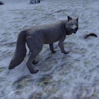 ON-creature-Dire Wolf (Western Skyrim) 02.jpg