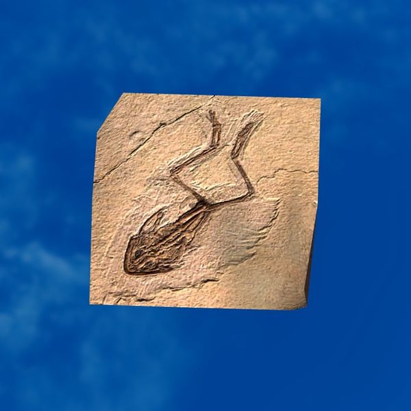 File:SRMOD-LOTD-fossil-t2-frog fossil.jpg