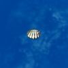 SRMOD-LOTD-tide-scallop shell-soft blue.jpg