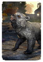 ON-card-Dragontail Mountain Bear Cub.png