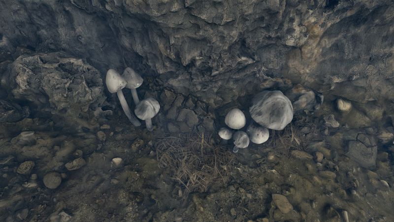 File:OBR-flora-Cairn Bolete.jpg