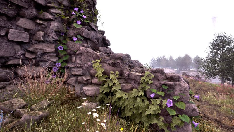 File:OBR-flora-Morning Glory (Purple).jpg