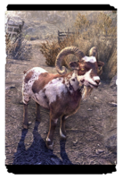 ON-card-Whiterun Mottled Goat.png