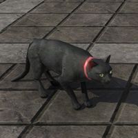 ON-furnishing-Black Cat.jpg