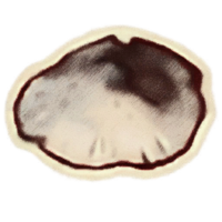 OBR-icon-ingredient-Clouded Funnel Cap.png