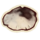 OBR-icon-ingredient-Clouded Funnel Cap.png