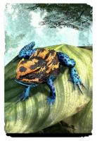 ON-card-Root-Whisper Crested Dart Frog.png