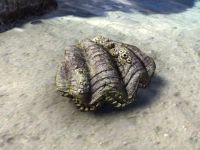 ON-node-Giant Clam.jpg