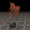 ON-furnishing-Tree, Small Red Beech.jpg