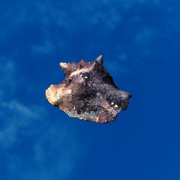 File:SRMOD-LOTD-fossil-t3-crystal-crystallized shell.jpg