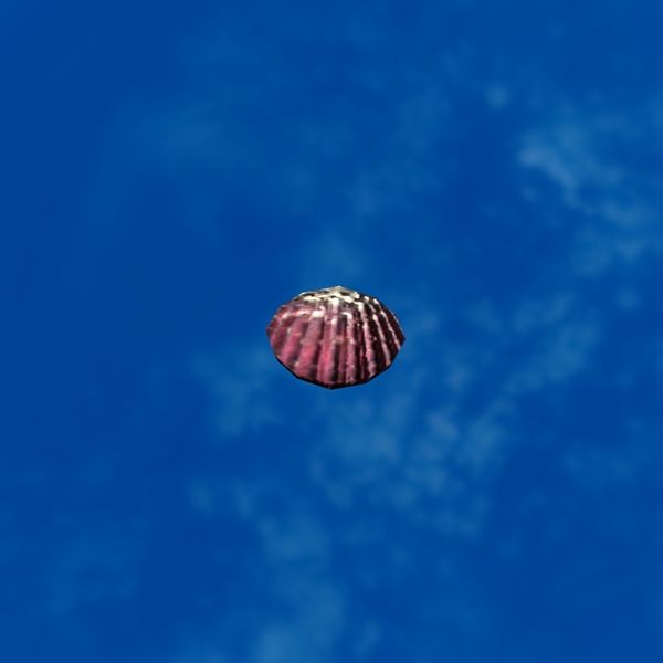 File:SRMOD-LOTD-tide-scallop shell-purple and white.jpg