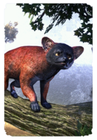 ON-card-High Rock Red Lemur.png