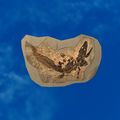 Thumbnail for version as of 01:35, 22 April 2025